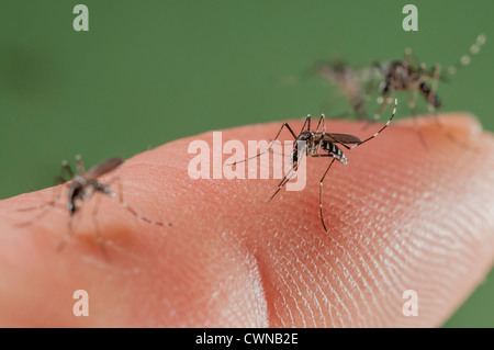 Femelle de l'Asian Tiger Mosquito (Aedes albopictus) de mordre sur la peau humaine et bloodfeeding pour générer un nouveau lot d'oeufs potentiellement envahissantes., espèces de maladies dans le monde, photographiés en Catalogne, en Espagne, où il est présent depuis 2004. Banque D'Images