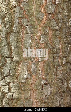 Chêne de Hongrie Quercus frainetto (Fagaceae) Banque D'Images