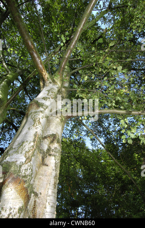 Bouleau pubescent Betula pubescens Bétulacées Banque D'Images