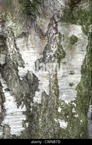 Bouleau pubescent Betula pubescens Bétulacées Banque D'Images