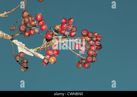 Quercus palustris falaise Sorbus rupicola (Rosacées) Banque D'Images