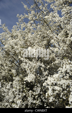 Rosaceae Prunus spinosa prunellier Banque D'Images