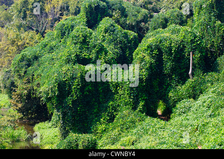 Colline envahie par la plante kudzu (Pueraria lobata) . Les espèces envahissantes qui tue la vie des plantes indigènes. Richmond (Virginie) Banque D'Images