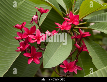 Frangipanier - Plumeria rubra rouge Banque D'Images