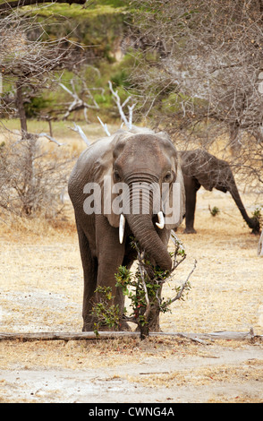 L'Afrique de l'homme bush elephant (Loxodonta Africana) , le Selous Tanzanie Afrique Banque D'Images