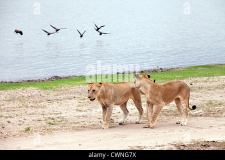 Deux lions immatures par marche Lake Manze, Selous, Tanzanie Afrique vue scène Banque D'Images