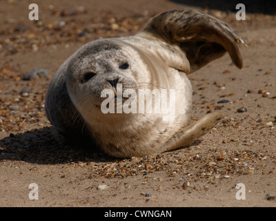 Bébé Phoque commun Phoca vitulina, Happisburgh, à Winterton, Norfolk, UK Banque D'Images