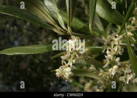 Photo : Steve Race - les arbres d'olive Arbequina en fleurs en Catalogne, Espagne. Banque D'Images