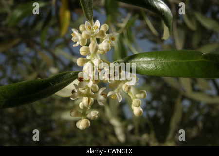 Photo : Steve Race - les arbres d'olive Arbequina en fleurs en Catalogne, Espagne. Banque D'Images