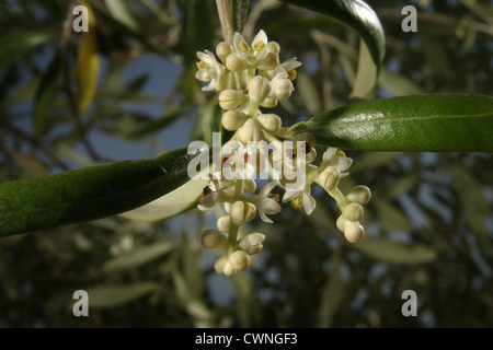 Photo : Steve Race - les arbres d'olive Arbequina en fleurs en Catalogne, Espagne. Banque D'Images