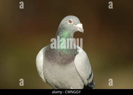 Rock Dove/pigeon (Columba livia) Banque D'Images