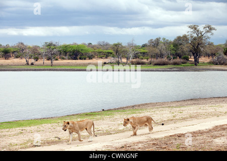 Deux lions marche sur la rive du lac Manze, le Selous, Tanzanie Afrique Banque D'Images