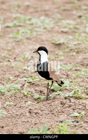 Un épi ou Vanneau à ailes (Vanellus spinosus) dans la nature, la réserve de gibier de Selous, Tanzanie Afrique Banque D'Images