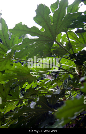 Fatsia Japonica feuillage - UK Banque D'Images