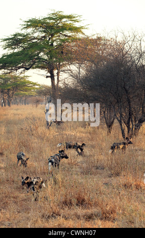 Un pack de Lycaons (Lycaon pictus), la chasse de Selous, Tanzanie Afrique Banque D'Images