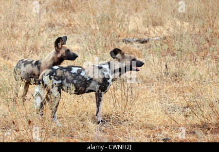 Une paire de Lycaons (Lycaon pictus), la réserve de gibier de Selous Tanzanie Afrique Banque D'Images