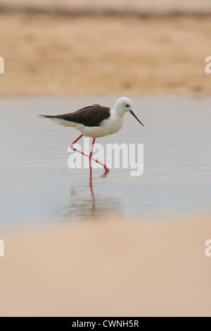 Himantopus himantopus Black-winged stilt - dans les zones humides d'alimentation Banque D'Images