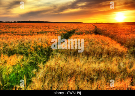 Parler de souffle paysage coloré coucher de soleil sur un champ de céréales de maturation, le blé ou l'orge, le rendu hdr. Banque D'Images