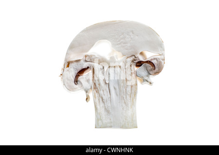Tranche d'un bouton champignon, Champignon de Couche (Agaricus), isolé sur fond blanc 100 % Banque D'Images