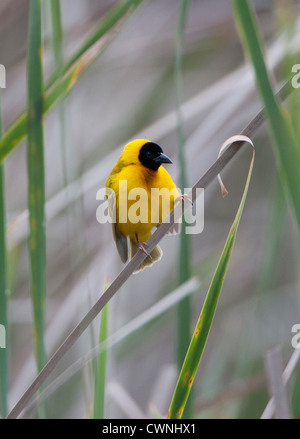 Ploceus melanocephalus - Tangara à noir homme perché sur un roseau Banque D'Images