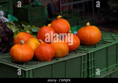 courge rouge kuri Banque D'Images