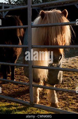 Deux poneys Shetland à la recherche à travers une barrière métallique, l'un portant un tapis de participation d'hiver Banque D'Images