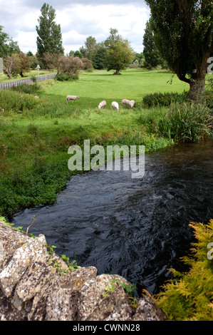 La rivière Coln St Aldwyns, Coln, Gloucestershire, Royaume-Uni Banque D'Images