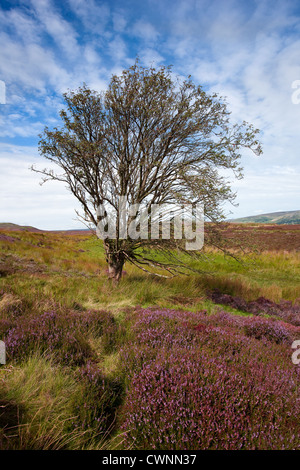 Floraison d'automne sur la bruyère et détecteurs Redmire Grinton Moors à Reeth dans le North Yorkshire Dales National Park, Richmondshire, UK Banque D'Images