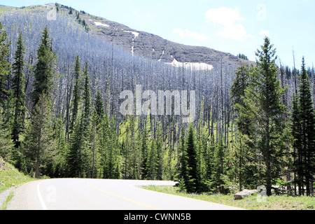 Feux de forêt dans le parc national de Yellowstone, Wyoming, USA Banque D'Images