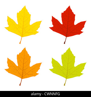 Ensemble de feuilles de platane de couleur, vert, jaune, orange, rouge. Vecteur EPS10. Banque D'Images