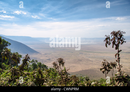 ZONE DE CONSERVATION DE NGORONGORO, Tanzanie - vue depuis le bord du cratère de Ngorongoro dans la zone de conservation de Ngorongoro, partie du circuit nord de la Tanzanie des parcs nationaux et des réserves naturelles. Le cratère de Ngorongoro, site classé au patrimoine mondial de l'UNESCO, est une vaste caldeira volcanique dans le nord de la Tanzanie. Créé il y a 2-3 millions d'années, il mesure environ 20 kilomètres de diamètre et abrite une faune variée, y compris les animaux de jeu des « Big Five ». La zone de conservation de Ngorongoro, habitée par les Maasai, contient également d'importants sites archéologiques comme la gorge d'Olduvai et Laetoli, qui offrent Banque D'Images