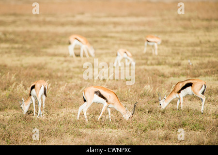 Gazelles de Thomson broutant dans le cratère du Ngorongoro en Tanzanie | ZONE DE CONSERVATION DU NGORONGORO, Tanzanie — Un petit groupe de gazelles de Thomson broute le sol couvert d'herbe courte du cratère du Ngorongoro, une caldeira situé dans la vallée du Grand Rift oriental. Leur bande latérale noire et leur pelage fauve et blanc identifient Eudorcas thomsonii, un spécialiste des herbes courtes qui suit les zèbres et les gnous dans un schéma d'alimentation appelé succession de pâturage. Banque D'Images