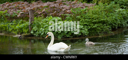 Femme cygne muet, Cygnus olor, et sa cygnet dans Southrop dans les Cotswolds, Gloucestershire, Royaume-Uni Banque D'Images