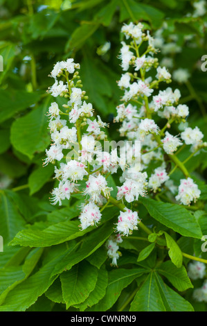 Arbre en fleurs de Horse-Chestnut, Aesculus hippocastanum, dans Southrop dans les Cotswolds, Royaume-Uni Banque D'Images