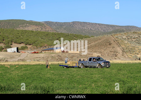 Un camion et remorque sont chargés avec de petites balles de foin, alphalpha à partir d'un champ agricole dans le centre de l'Utah. Journée d'été ensoleillée. Banque D'Images