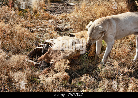 Un laboratoire jaune se nourrit d'une carcasse de cerf dans le désert du centre de l'Utah. Banque D'Images