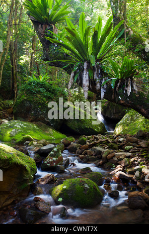 Flux, Minnamurra rainforest coulant Rainforest, NSW, Australie Banque D'Images