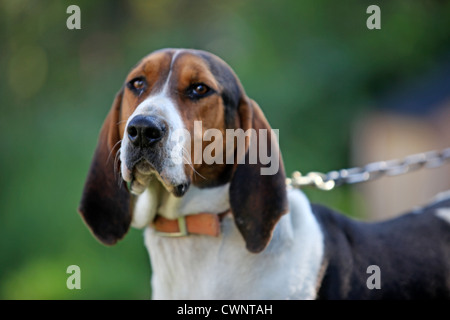 Un basset-hound sur une chaîne fixant tristement au loin. Banque D'Images