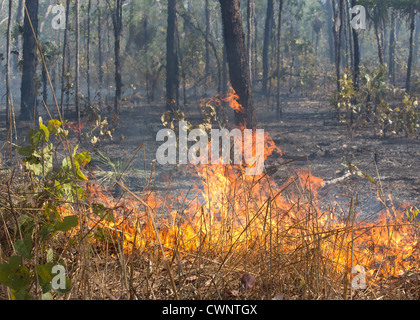 Feu de broussailles et d'herbe, brûlant le Kakadu National Park, Territoire du Nord, Australie Banque D'Images