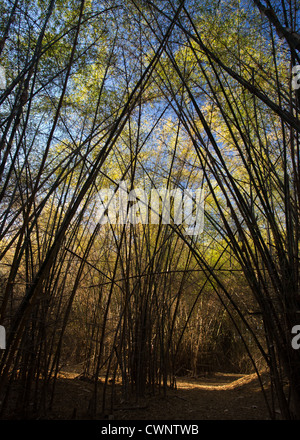 Natif d'Australie, bambou Bambusa arnhemica, Mary River Park, Territoire du Nord, Australie Banque D'Images