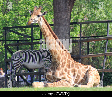 La Russie. Moscou. Zoo. Famille de girafes Banque D'Images