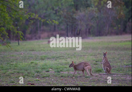 Les Wallabies agiles (Macropus agilis), Mary River National Park, Territoire du Nord, Australie Banque D'Images