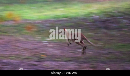 Wallaby Agile (Macropus agilis) hopping, Mary River National Park, Territoire du Nord, Australie Banque D'Images