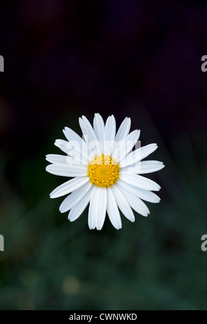 Argyranthème gracile 'chelsea girl'. Sur un fond sombre fleur Marguerite Banque D'Images