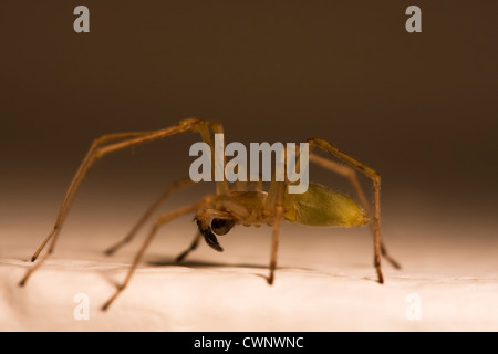 Araignée Brune avec de grands yeux noirs à pointe noire en saillie derrière sur fond gradué crocs Banque D'Images