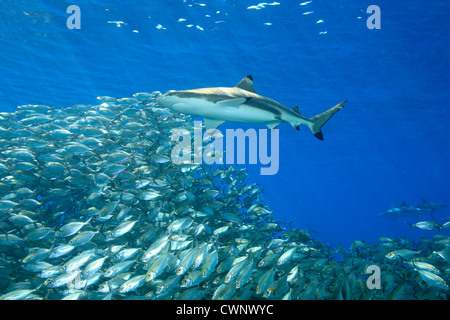Un requin Carcharhinus melanopterus requin, natation, au-dessus d'un banc de poissons avec rayons obliques à travers l'eau. Banque D'Images