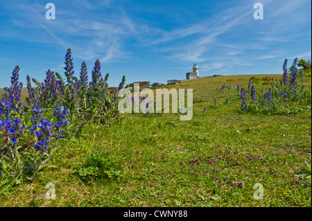 Vipérine commune la vipère croissant sur les South Downs avec Belle Tout phare dans la distance Banque D'Images