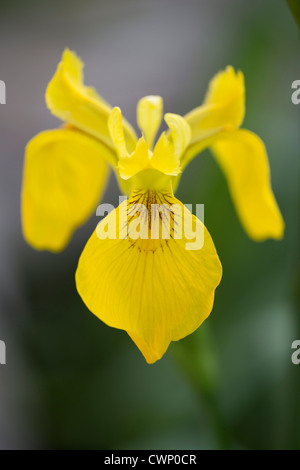 Iris jaune, Iris pseudacorus, dans les Cotswolds, Oxfordshire, UK Banque D'Images