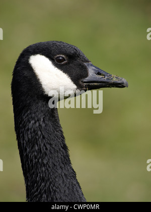 Bernache du Canada (Branta canadensis) espèces introduites, adulte, close-up de tête, Warwickshire, Angleterre, Mars Banque D'Images