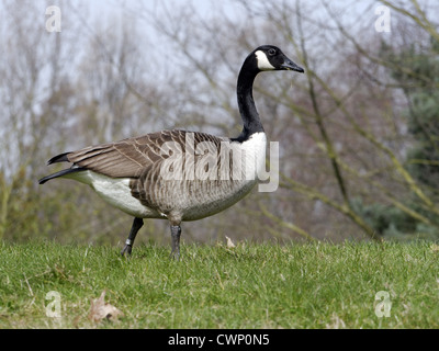 Bernache du Canada (Branta canadensis) espèces introduites, adulte, marcher sur l'herbe, Warwickshire, Angleterre, Mars Banque D'Images